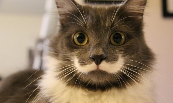 5.kedilerle.ilgili.yanlis.bilinenler.petle 5.kedilerle.ilgili.yanlis.bilinenler.petle