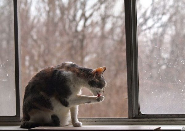 6.kedilerle.ilgili.yanlis.bilinenler.petle 6.kedilerle.ilgili.yanlis.bilinenler.petle