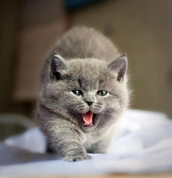 8.kedilerle.ilgili.yanlis.bilinenler.petle 8.kedilerle.ilgili.yanlis.bilinenler.petle