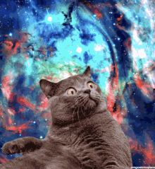 space-kitten.gif