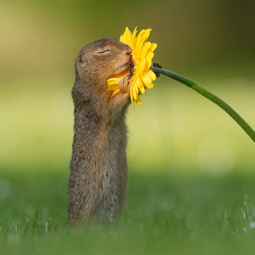 photos-squirrel-smelling-flowers.jpg